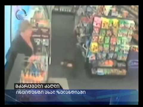 მძარცველი ძაღლი