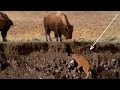 Wildebeest migration Baby Bison  with his mother since birth the  Amazing scene