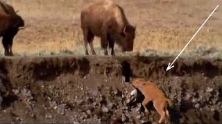 Wildebeest migration Baby Bison  with his mother since birth the  Amazing scene