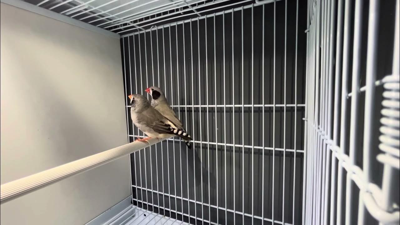 Black cheek zebra finches - YouTube
