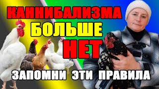 Как избавиться от КАННИБАЛИЗМА у кур.