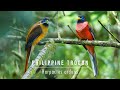 Philippine Trogon - Harpactes ardens (male and female)