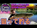 【キャンタMagic】狙って釣る！