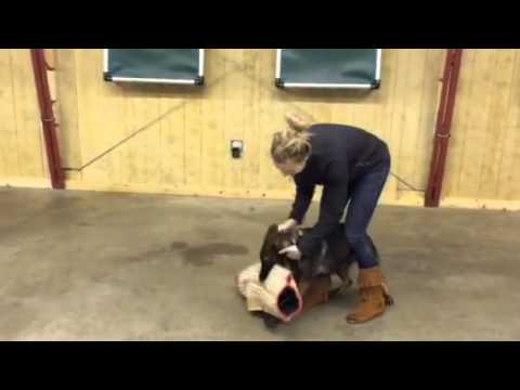 video phone beyonce mp3 Beautiful Sable German Shepherd