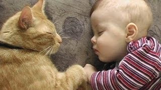 Cats Love Babies  PART 2