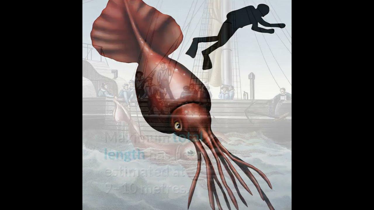 The colossal squid || Description and Facts! - YouTube