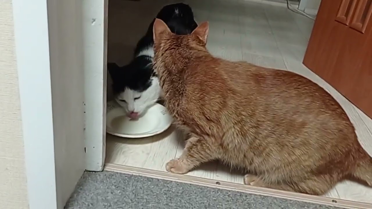 Возбудила их чаем🥴😻😺