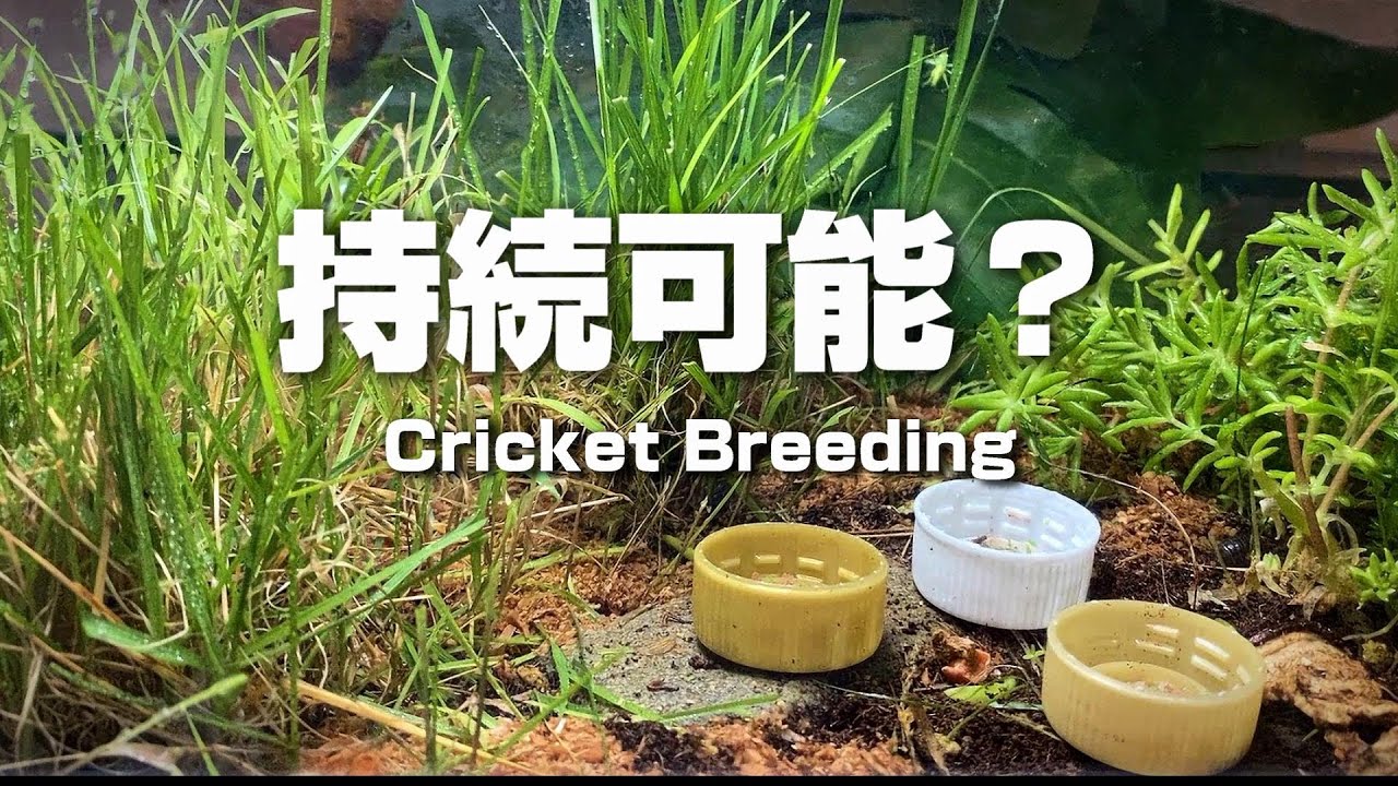 コオロギ飼育 - 持続可能な飼育環境（エンマコオロギ・ツヅレサセコオロギ）