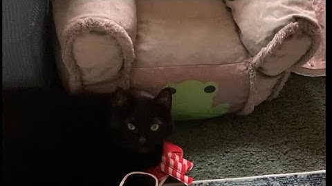 JJ, catnip toy, Grogu chair      #catsvideo  #catsofyoutube  #catnip  #catlover  #blackcat