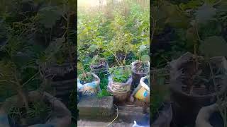 cara menanam terong