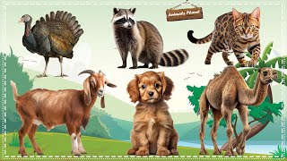 Cutest Animal Sounds Around the World: Turkey, Raccoon, Cat, Goat, Dog, Camel