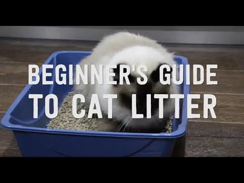 Featured image of post Catlux Litter Your cat deserves the right litter to encourage proper litter box habits