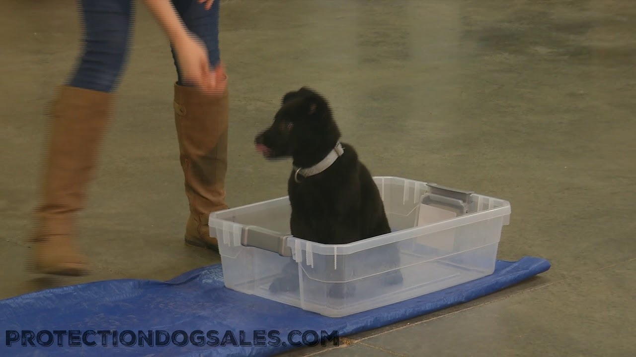 puppy paradise Yakobe von Prufenpuden 8 Weeks Old Agility & Bravery Black German Shepherd Super Star