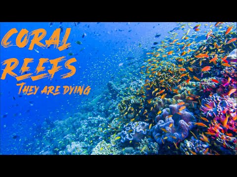 Video What are Corals? They're Dying. Should YOU Care? San... - youtube