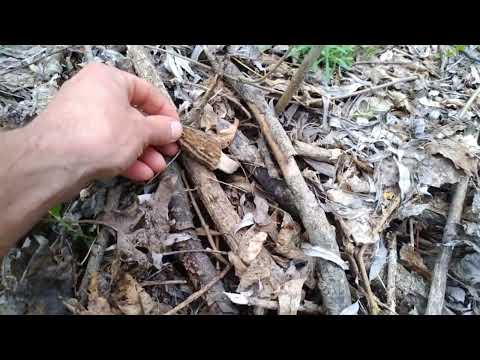 Грибы сморчки - весенний деликатес
