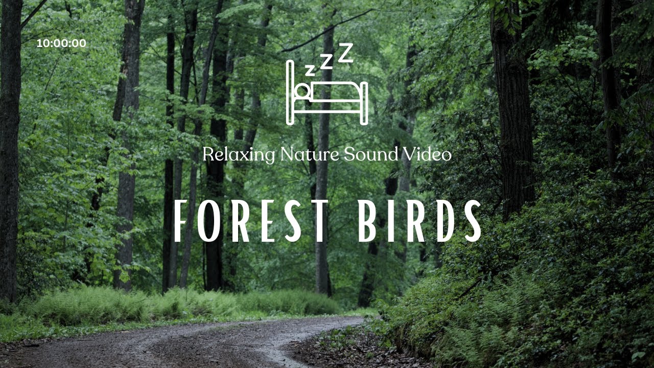 Serenade of Nature: Relaxing Forest Birdsong | 10 Hours Video-White ...