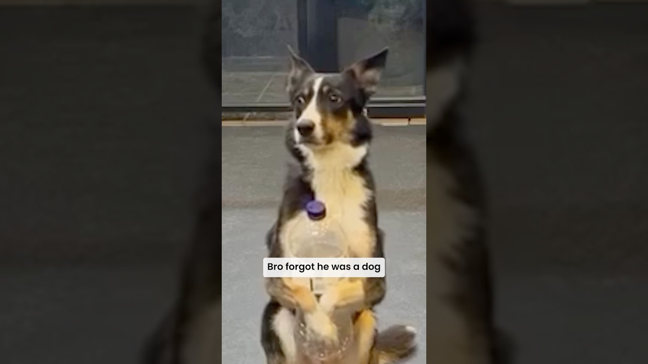 now I gotta pay taxes👀🐕🤣#shorts #pets #dog #powerstation #oupes