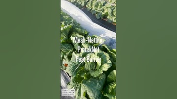 Grow beautiful Chinese cabbage under row covers - no pests allowed!