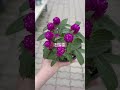 🌿실행 #옥류금 #식물초보 #환희호야 #알로카시아 #에렉타