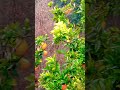 #Oranges#Nature#Garden#BirdSounds#WinterSeason#VillageLife#RelaxingNature