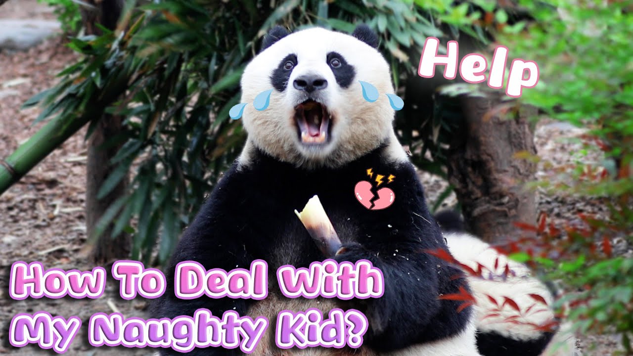 Panda Mom Really Needs Some Parenting Tips | iPanda