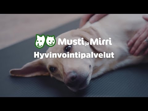 Video: Litteä Päällystetty Noutaja Koirarotu Allergiatestattu, Terveydentila Ja Elämä