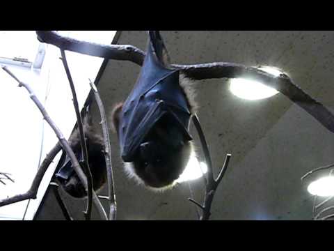 羽根を何度もたたみ直すオリイオオコウモリ Ryukyu Flying Fox Youtube 羽根を何度もたたみ直すオリイオオコウモリ Ryukyu Flying Fox Youtube