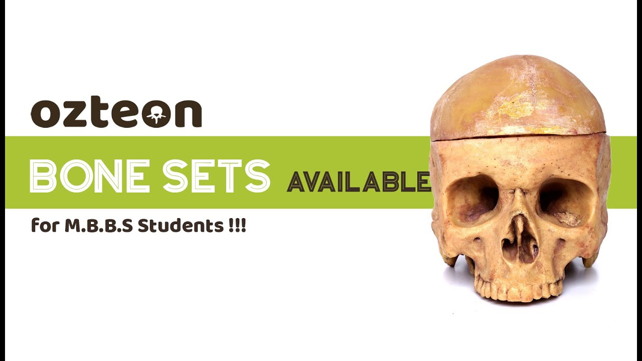 HyperReal Skeleton | First year MBBS Bone Sets | Ozteon Bones for Medical Students