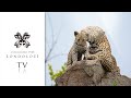 VIRTUAL SAFARI: ULTIMATE GAME DRIVE HIGHLIGHTS #42 - Londolozi TV