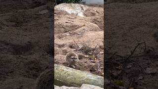 Little meerkat looking for food #animals #meerkat