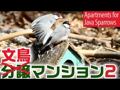 麻溝公園の（誤）分譲（正）文鳥マンション2-Apartments for Java Sparrows 2