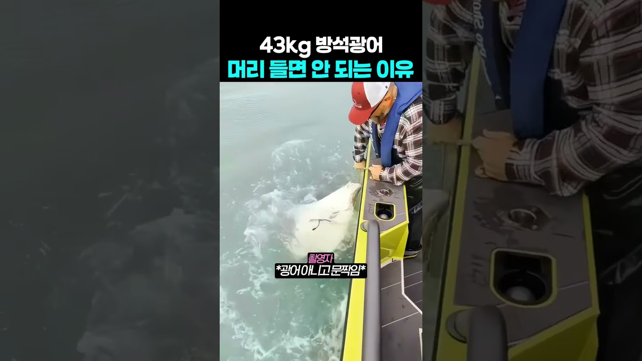 43kg 방석광어 머리 들면 안 되는 이유 썸네일