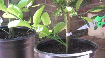 FWG Identifying & Removing Suckers from your Citus Trees