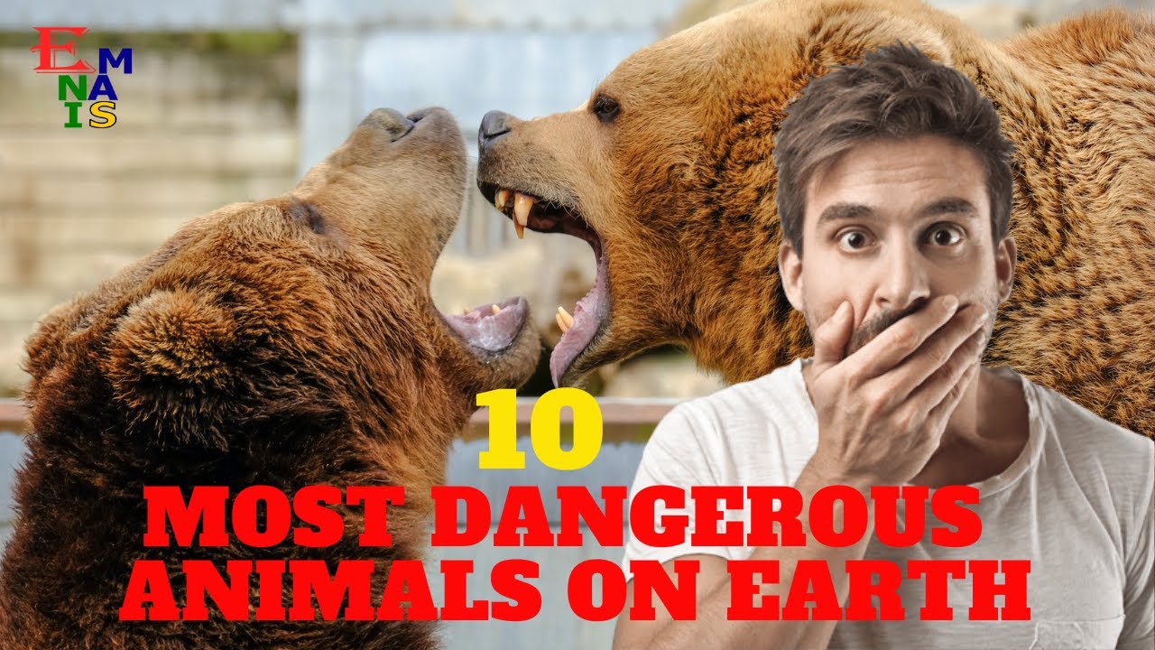 10 Most Dangerous Animals On Earth..Run When You See Them YouTube