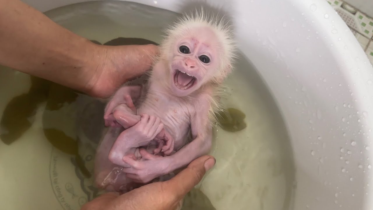 Обезьяна Аби любит только купаться и отказывается выходить на улицу