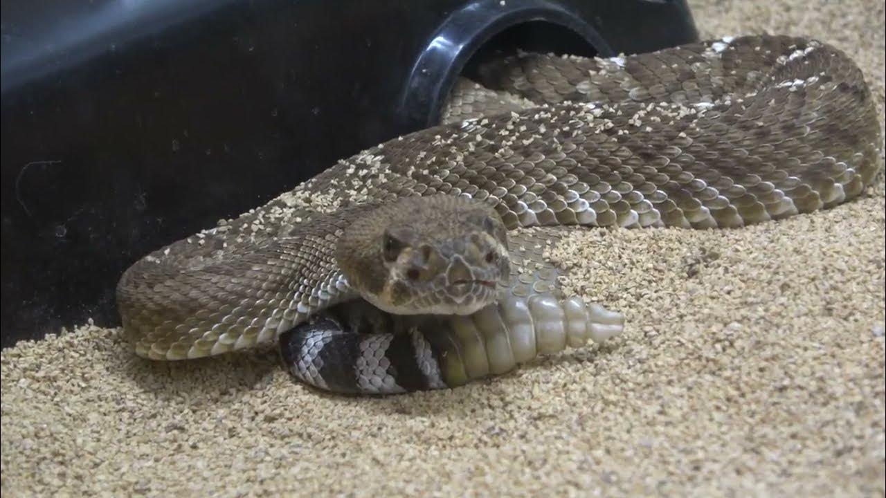 Red Rattlesnake Kills Rat in Slow motion! (crotalus ruber) stretchgang