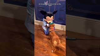 Whiskey finally meets Mickey Mouse!! #disneyworld #disney #servicedog