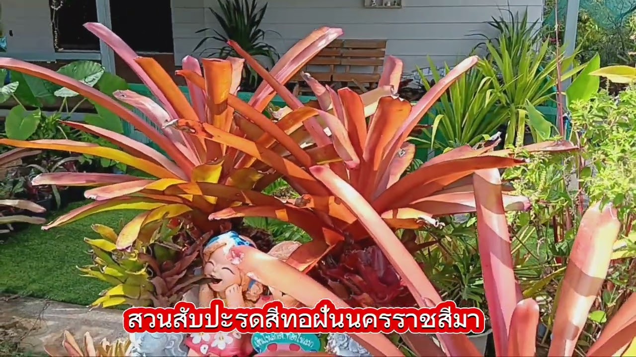 พาชมสับปะรดสีสวนทอฝันนครราชสีมา