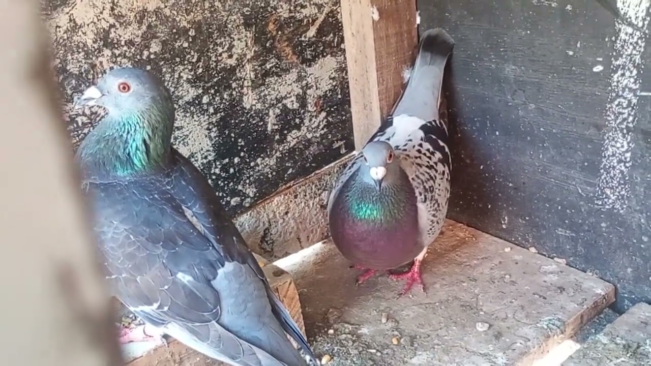 Revuadinha da pombadinha e atualização dos filhotes 