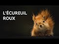 Lcureuil roux