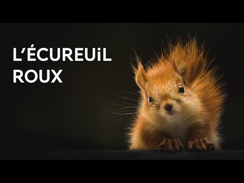 Prévenir l'infestation par les Écureuils, éviter le risque d'avoir des  Sciuridae dans votre jardin