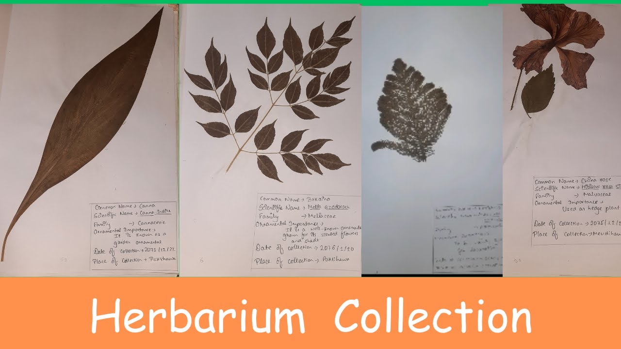 How Herbarium Preserve Botanical History?🤔| Herbarium collection (in Nepali)
