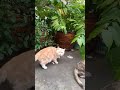 Cat in Temple!【Thai❤Cat House】6Apr2022 #shorts #cat #แมว #ネコ #ペット #pet #kitten #kucing