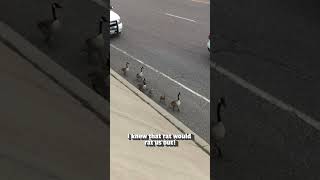 ⭐ These Geese Are Gangsters!