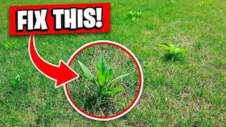 Destroy Lawn Weeds In 48 Hours
