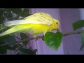 avijit online bodri bird