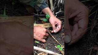 pasang trus perangkap ayam hutan walaupun belum dapet lagi 😭 #shorts #ayamhutan #viral #vidioviral