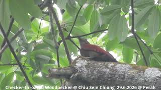 Checker-throated Woodpecker @ Chiu S C DSCN4302