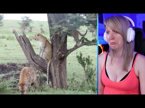 15 Magnificent Hunting And Chasing Moments By Wild Animals Part 1 | Pets House
