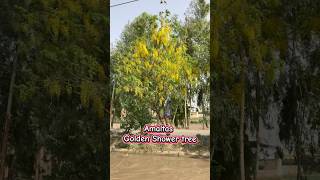 🌸 Best Flowering Trees for Every Garden #FloweringTrees#GardenGoals #viralshort #shorts #viral